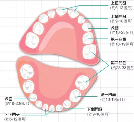 人的牙齿有多少颗？
