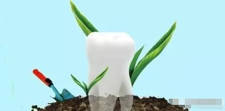 像植树一样“植入”牙齿