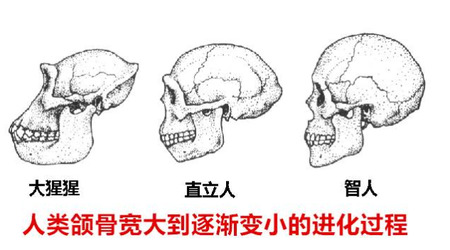 你的智齿需要拔除么？