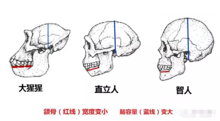 智齿为什么会疼
